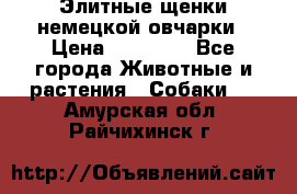 Элитные щенки немецкой овчарки › Цена ­ 30 000 - Все города Животные и растения » Собаки   . Амурская обл.,Райчихинск г.